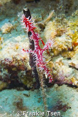 Ornate and Squartail Ghost Pipefish living in Harmony. D7... by Frankie Tsen 